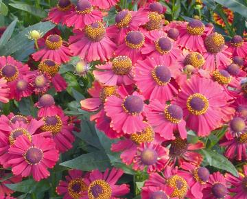Helenium  'Red Jewel'