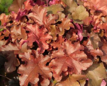 Heuchera  'Red Sea' ®