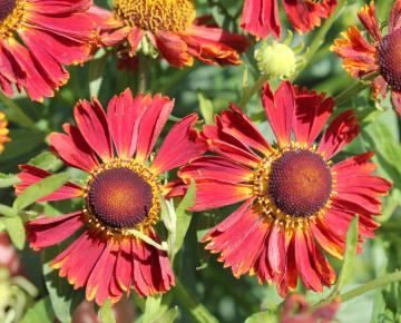 Helenium  'Rubinzwerg'