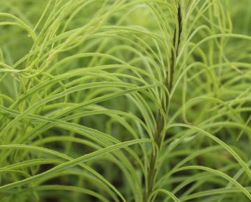 Helianthus salicifolius
