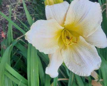 Hemerocallis  'Snowy Apparation'