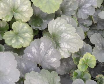 Heuchera sanguinea 'Bressingham Hybrids'