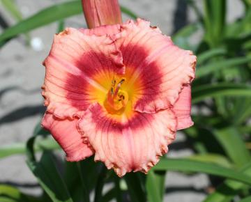 Hemerocallis  'Strawberry Candy'
