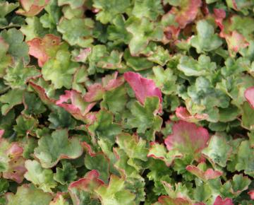 Heuchera sanguinea 'Coral Petite'