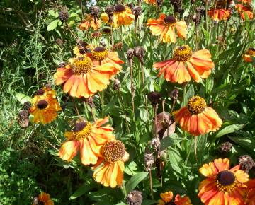 Helenium 'Sahin's Early Flowerer'