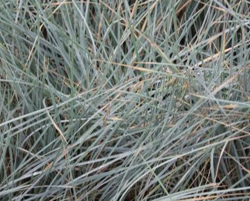 Helictotrichon sempervirens