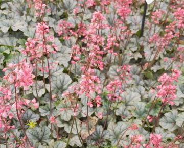 Heuchera little cuties 'Shimmer' ®