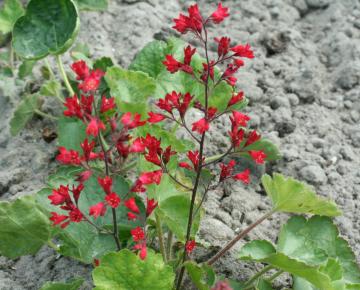 Heuchera sanguinea 'Leuchtkäfer'