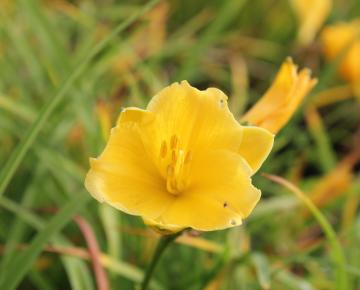 Hemerocallis  'Stella de Oro'