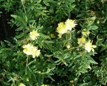 Helianthemum  'Sulphureum Plenum'