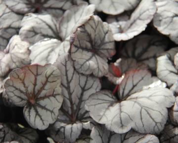 Heuchera  'Sugar Plum' PBR