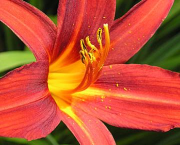 Hemerocallis  'Sammy russell'