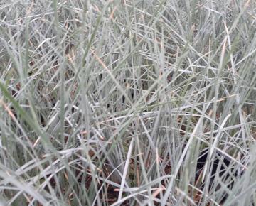 Helictotrichon sempervirens 'Saphirsprudel'