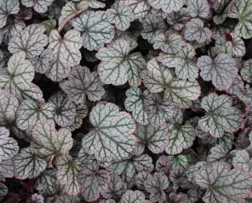 Heuchera  'Silver Scrolls' PBR