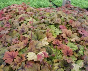 Heucherella  'Sweet Tea' ®