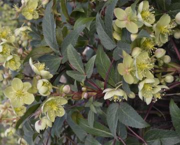 Helleborus sternii (x)