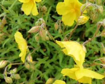 Helianthemum  'Sterntaler'