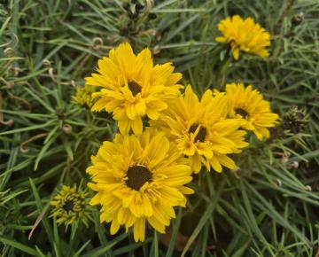 Helianthus salicifolius 'Table Mountains' ®