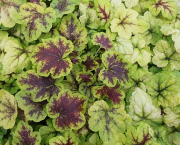 Heucherella  'Stoplight' ®