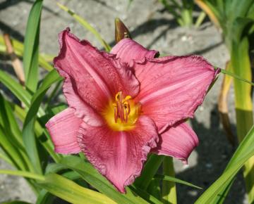 Hemerocallis  'Summer Wine'