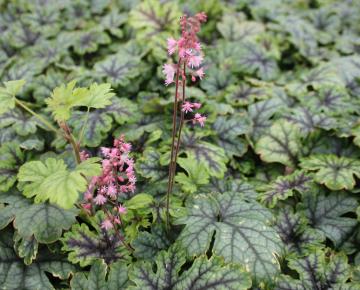 Heucherella  'Tapestry' PBR
