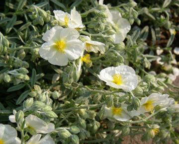 Helianthemum  'The Bride' ('Snow Queen')