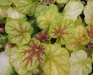 Heuchera  'Tiramisu' ®