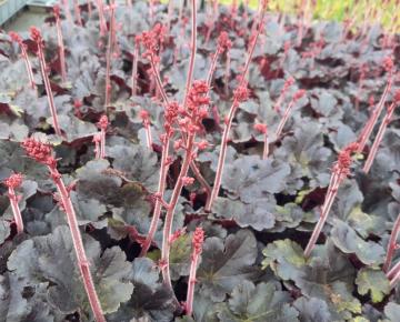Heuchera 'Timeless Night'