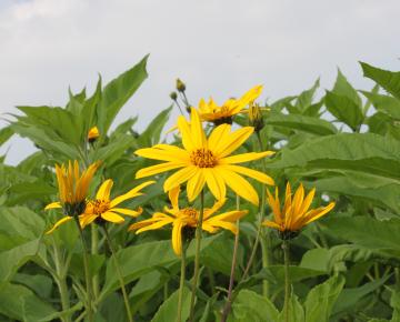 Helianthus tuberosus