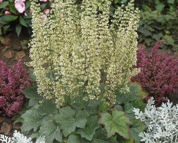 Heuchera villosa 'Chantilly' ®