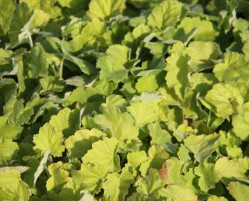 Heuchera villosa var.macrorrhiza