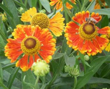 Helenium  'Waltraut'