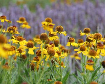 Helenium 'Wesergold'