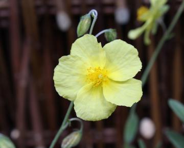 Helianthemum  'Wisley Primrose'