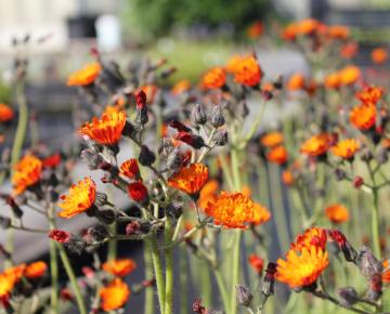 Hieracium aurantiacum