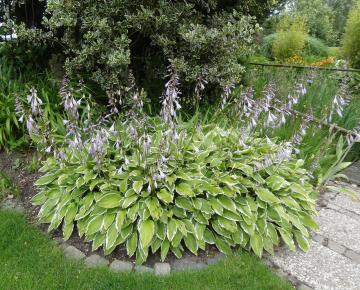 Hosta undulata 'Albomarginata'
