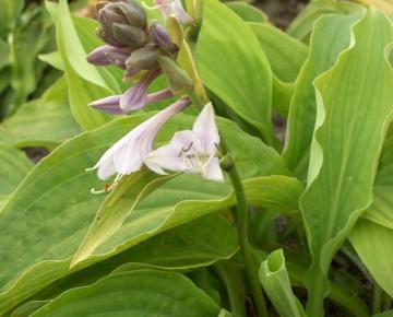 Hosta fortunei (x) 'Albopicta'