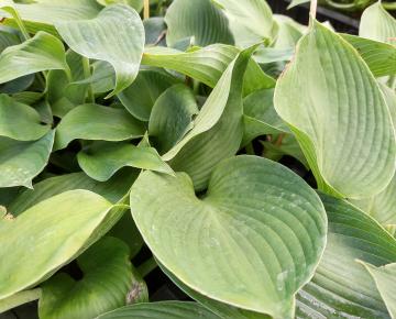 Hosta  'Blue Angel'