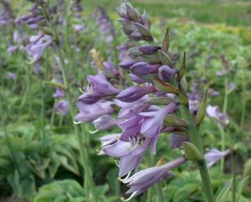 Hosta  'Blue Cadet'