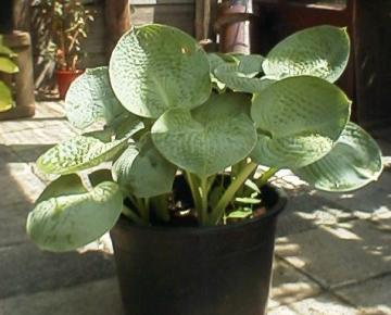 Hosta  'Big Daddy'