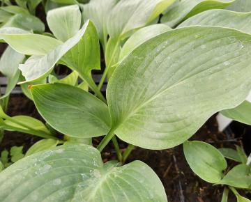 Hosta  'Blue Umbrellas'