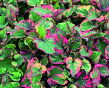 Houttuynia cordata 'Chameleon'
