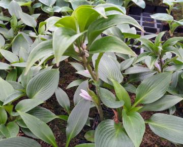 Hosta  'Devon Green'