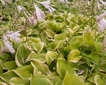 Hosta  'Fragrant Bouquet'