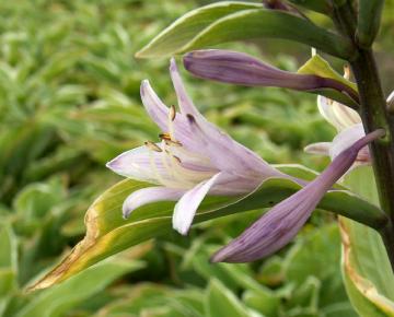Hosta fortunei (x) 'Francee'