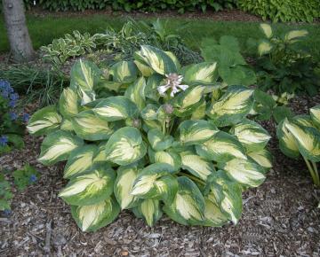 Hosta sieboldiana 'Great Expectations'