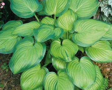 Hosta  'Guacamole'