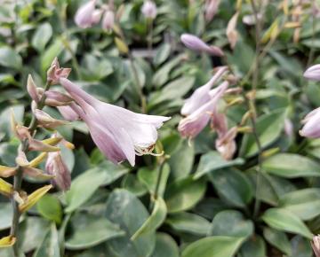 Hosta tardiflora 'Halcyon'