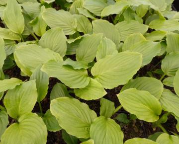 Hosta  'Honeybells'