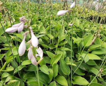 Hosta fortunei (x) 'Hyacinthina'